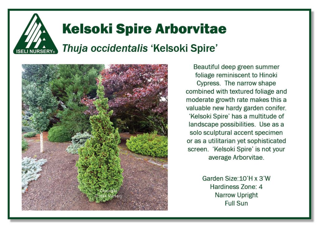 THUJA occidentalis 'Kelsoki Spire'  Rocky Dale Gardens Plant Catalog