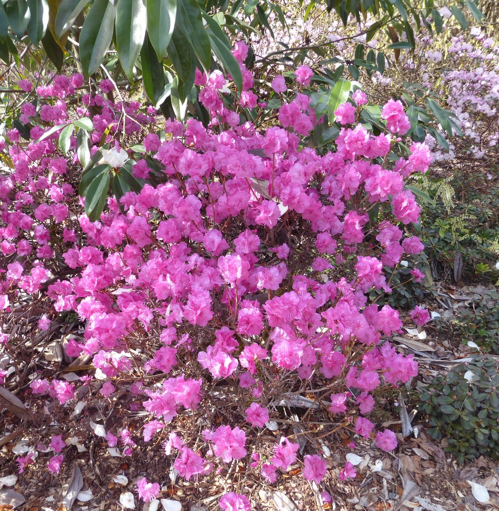 RHODODENDRON mucronulatum ‘Crater’s Edge’ – Rocky Dale Gardens Plant ...