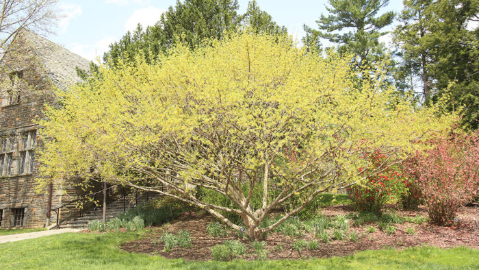 CORNUS mas ‘Spring Glow’ – Rocky Dale Gardens Plant Catalog